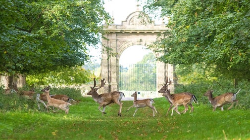 A line of deer can be seen dashing across a grassy path that's lined with trees that are just turning to autumn colours. The path leads up to a stone archway and metal gate that's a historic entrance or folly in the parkland.
